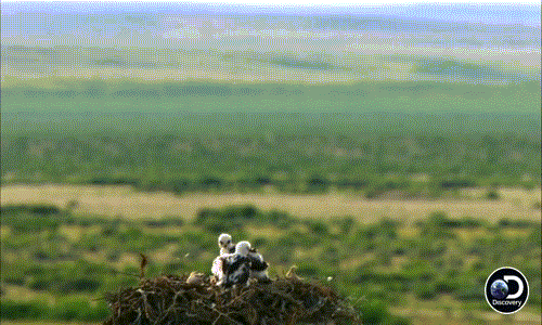 Những con diều hâu ferruginous con đang nằm trong tổ chờ diều hâu mẹ đưa thức ăn về. Từ khi trứng nở, diều hâu mẹ bận rộn, luôn tay luôn chân không có lúc nào ngơi nghỉ.