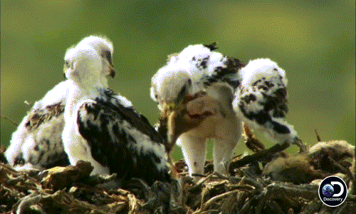 Khi phát hiện ra con mồi, diều hâu mẹ lao xuống nhanh như chớp chấm dứt mạng sống của nó rồi ngay lập tức tha mồi về cho đàn con.