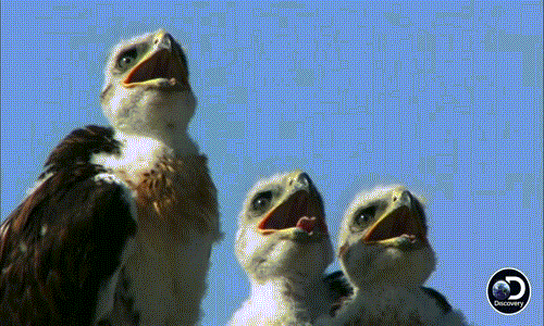 Ở trong tổ, những con chim diều hâu non đói bụng mong mẹ về từng giây từng phút.