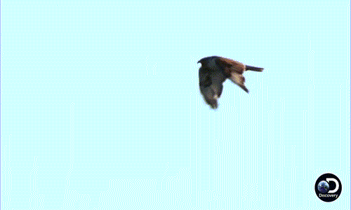 Phải gắng gượng hết sức, diều hâu mẹ mới có thể đảm bảo an toàn tương đối cho chim non.