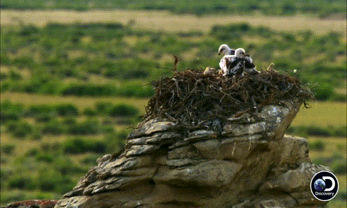 Ngoài việc bảo vệ, chăm sóc đàn con, diều hâu mẹ còn phải tự chăm sóc sức khỏe của chính bản thân mình, không để bản thân ngã gục vì kiệt sức.