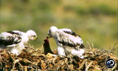 Chính vì thế, không chỉ nỗ lực săn mồi, diều hâu mẹ phải đảm bảo thời gian săn mồi ngắn nhất, hoàn toàn không được nghỉ ngơi.