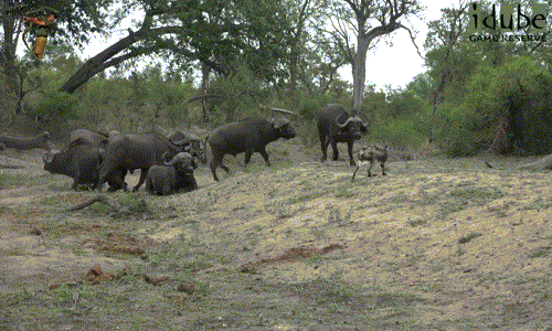 Về phần những con trâu rừng, chúng vô cùng khó chịu bởi sự xuất hiện của những con chó hoang không biết điều. Ngay khi thấy chó hoang thản nhiên tiến đến trước mặt, trâu rừng nổi điên dồn đuổi những kẻ phá bĩnh.