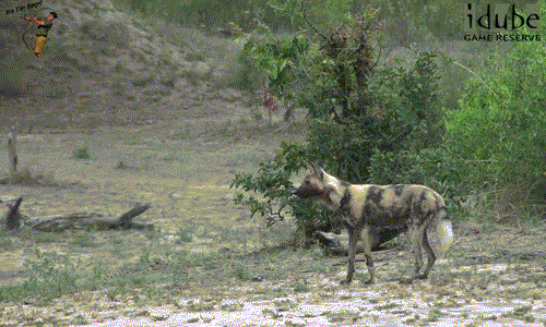 Rất vất vả mới thoát khỏi cơn thịnh nộ của những con trâu rừng to lớn, chó hoang đầu têu mệt mỏi chạy về nơi trú ẩn của bầy đàn. Nó nhận được bài học lớn khi trêu chọc những loài vật hiền lành nhưng cục tính.