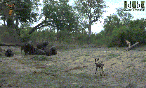 Đến một khoảng cách nhất định, đủ để an toàn bỏ chạy, chó hoang châu Phi dừng lại thủ thế.