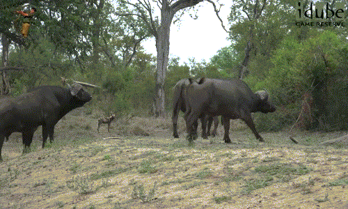 Tuy vậy, chó hoang châu Phi nghịch ngợm không ngờ rằng đồng bọn đã chạy xa, chỉ có một mình nó đối mặt với đàn trâu rừng vô cùng tức giận.