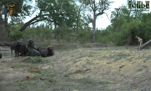 Đứng từ xa quan sát, chó hoang châu Phi rõ ràng đã thấy những con trâu rừng muốn nghỉ ngơi tuy nhiên chúng vẫn tiến lại gần.