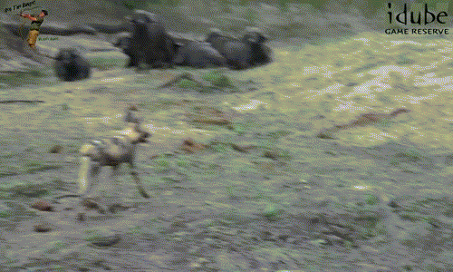"Ăn no rửng mỡ", câu nói này quả thực rất đúng với những con chó hoang châu Phi nghịch ngợm. Sau khi no bụng với con mồi vừa bắt được, những con chó hoang trẻ tuổi rủ nhau trêu chọc đàn trâu rừng.