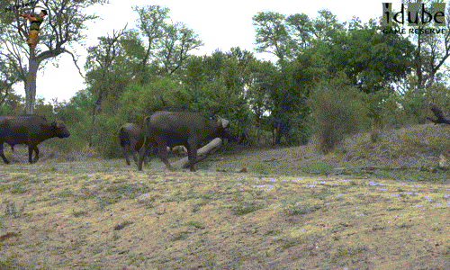 Có lợi thế về tốc độ lại có thân hình nhỏ nhắn, linh hoạt, sau khi phá tan khoảng thời gian nghỉ ngơi của đàn trâu rừng, chó hoang châu Phi đầu têu vụ trêu chọc nhanh chân chạy trốn.