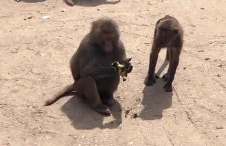Hãi hùng cảnh khỉ đầu chó săn giết vịt đổi bữa