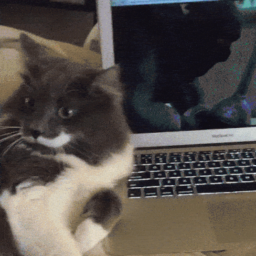 Đang xem bộ phim của thần tượng Mèo đi hia, chú mèo ngăn không cho bất cứ ai đến gần máy tính. (Nguồn Viral Nova)