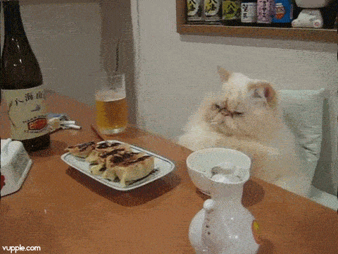 Được phục vụ không thiếu thứ gì nhưng chú mèo đại gia này vẫn hằm hằm không vừa ý. (Nguồn Viral Nova)