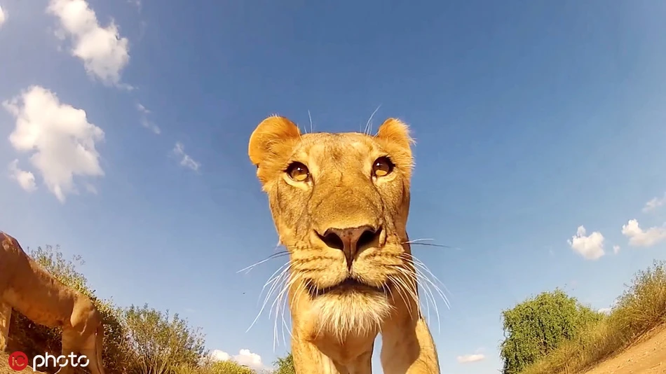 Chết cười động vật hoang dã "tự sướng", bẽ bàng trúng "góc chết"