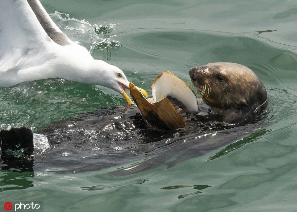 Rái cá săn mồi "to bự", mòng biển tranh cướp rồi bẽ bàng...