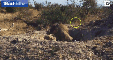 Bao hoa mai phuc kich san giet lon rung nhu phim hanh dong