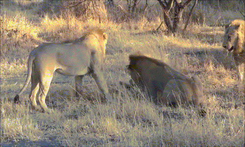 Cảnh tượng này được ghi lại tại khu bảo tồn động vật hoang dã Mombo, Botswana, châu Phi. Lúc bắt đầu, chỉ có hai con sư tử tham chiến, về sau số lượng sư tử đực nâng lên thành ba.