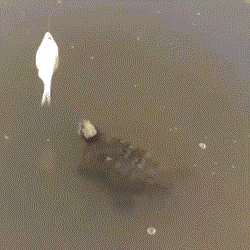 Rùa siêu chậm chạm bị thủy quái cướp mồi trắng trợn.