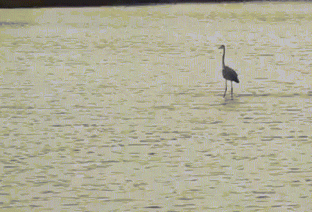 Mỏi cánh, một con diệc xin hà mã cho quá giang qua sông.