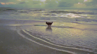 Khi chó cưng trổ tài "lướt cát".