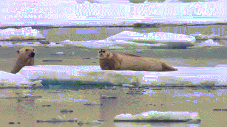 Hình ảnh động ghi khoảnh khắc cực đáng giá khi một con sư tử biển đang thong dong nằm trên băng lọt vào tầm ngắm của gấu Bắc Cực.