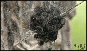 Hãy tưởng tượng bạn đang đi dạo trong một khu vườn và bất chợt thấy cảnh tượng kinh khiếp này.