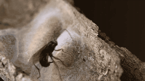 Đây quả thực là một cảnh kinh dị trong thế giới động vật mà những người yếu tim không nên xem.