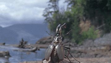 Con bọ cánh cứng này sẽ khiến bạn giật mình kinh hãi với khả năng di chuyển như trực thăng lên thẳng của nó.