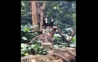 Dinh: Khi nho nhao lon 