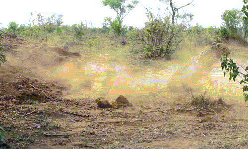 Lon rung khien bao hoa mai “hit bui” khi so ke toc do-Hinh-3