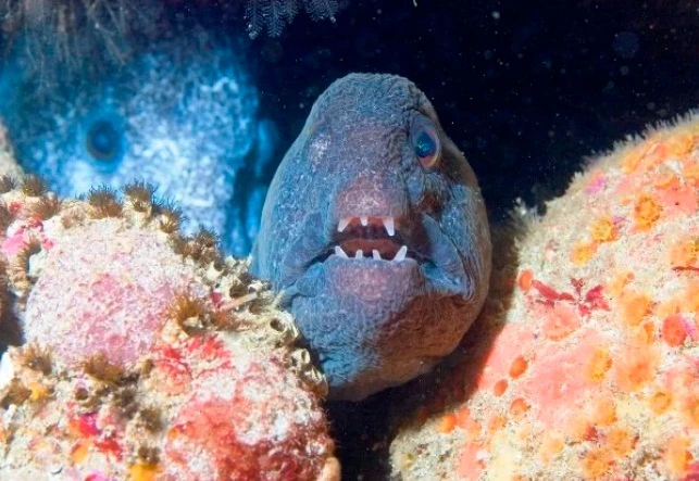 "Sốc" loạt động vật đáng sợ như "quái vật" trong phim viễn tưởng