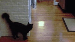 Một lần trả đũa đầy quyết tâm của mèo dành cho kẻ thù truyền kiếp của mình.