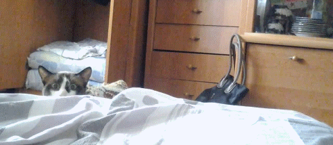 Khi đi chơi về muộn, chú mèo hết sức lo sợ và ngạc nhiên thấy giường chủ nhân đã trống trơn.