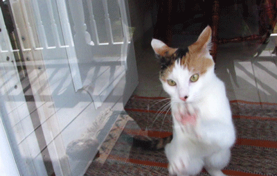 Sáng sớm còn chưa tỉnh ngủ, con mèo ngốc nghếch này không nhận ra nó đang cào vào cửa kính. Khuôn mắt hốt hoảng tìm đường ra của nó khiến nhiều người bật cười. (Nguồn Viral Nova)