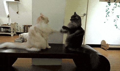 Định lên lớp mèo đen nhưng nhất cử nhất động của mèo trắng đều bị mèo đen nắm gọn trong lòng bàn tay. (Nguồn Viral Nova)