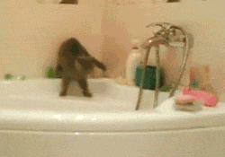 Định biểu diễn một điệu nhảy duyên dáng, ai ngờ vướng phải dây, mèo con xấu hổ chuồn vội. (Nguồn Viral Nova)