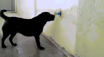 Chú chó thông minh biết tự vặn nước tắm rửa.