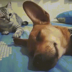 Khi mèo tự coi mình là bá chủ căn nhà.