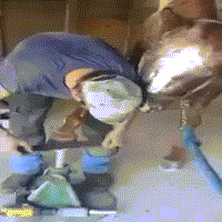 Khi người phải "đánh giày" của ngựa.