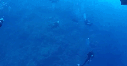 Ca map lao nhu ten ban, can chan du khach 