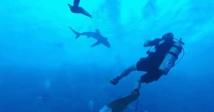 Ca map lao nhu ten ban, can chan du khach 