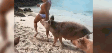 Tha dang truoc nhung chu lon, co gai goi cam gap ket dang