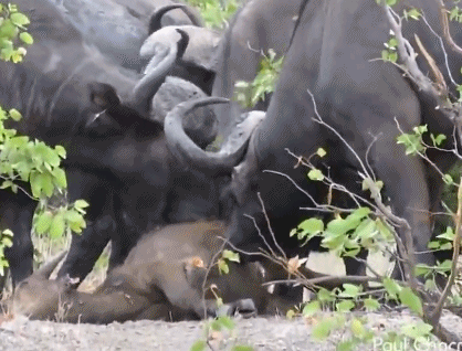 Sau khi chèn ép đàn sư tử, không cho đến gần xác nghé con. Trâu mẹ và 4 con trâu khác cố gắng lay tỉnh nghé con, liếm láp và làm sạch cho nghé con.