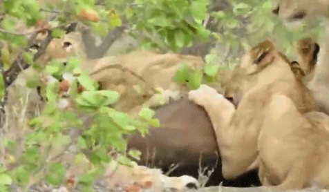 Con trâu rừng cái đã can đảm chiến đấu và đẩy lùi 14 con sư tử hung hãn để bảo vệ và giải cứu con. Thế nhưng, nghé con còn quá non yếu, không chịu nổi đòn tấn công mạnh mẽ của sư tử đã chết ngay dưới chân trâu mẹ.