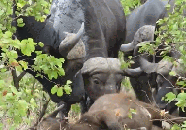 Đàn sư tử đói mồi nhiều lần nỗ lực, tổ chức các cuộc tấn công để cướp lại xác nghé con, thế nhưng lần nào đến gần, chúng cũng bị trâu mẹ điên cuồng dồn đuổi.