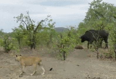 Khi thấy con mình chết thảm ngay trước mắt, trâu rừng mẹ vô cùng bi thương. Thấy đàn sư tử một lần nước tập kích, con trâu mẹ không xoay người chạy trốn. Trái lại, nó nổi điên, quay ngược lại tấn công sư tử.