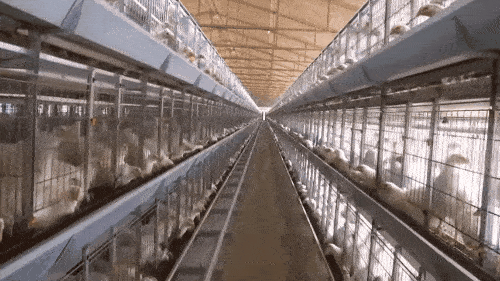 10 ngày sau đó, toàn bộ vật nuôi trên Trái đất sẽ chết dần chết mòn. (Nguồn Viral Nova)