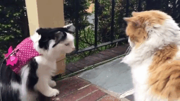 "Scottie rất đáng yêu, bất kể Sophie có làm gì, chàng mèo ga lăng đều đồng ý và làm theo", chủ nhân của cô mèo xinh đẹp Sophie cho biết. (Nguồn Bored Panda)
