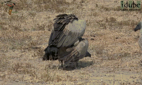 Dường như hành động nóng bỏng của cặp đôi kền kền khiến một con kền kền trẻ tuổi vô cùng tò mò, thậm chí nó còn tiến sát hơn để quan sát rõ ràng.