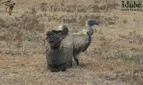 Tuy nhiên, chẳng bao lâu sau, con đực vẫn chưa thỏa mãn, tiếp tục tìm cách giao phối với bạn tình.