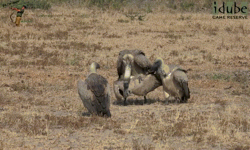 Không giống như nhiều loài chim lớn có những màn tán tỉnh trên không đẹp mắt hoặc những vũ điệu giao phối kỳ cục trên mặt đất, kền kền khá trực tiếp trong việc "ái ân".